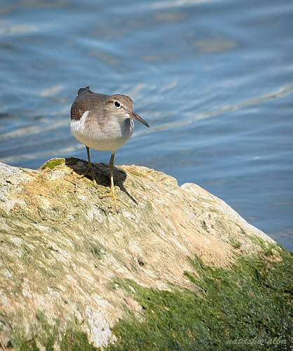 ��������� ����������